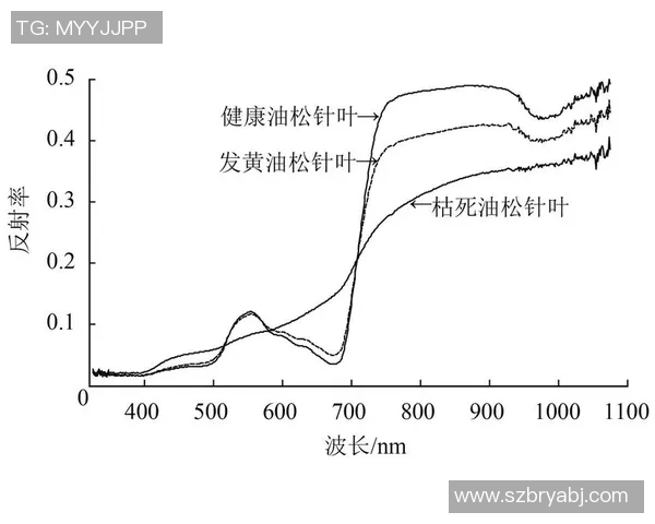 武汉篮球队边路渗透战术分析及其对比赛结果的影响探讨